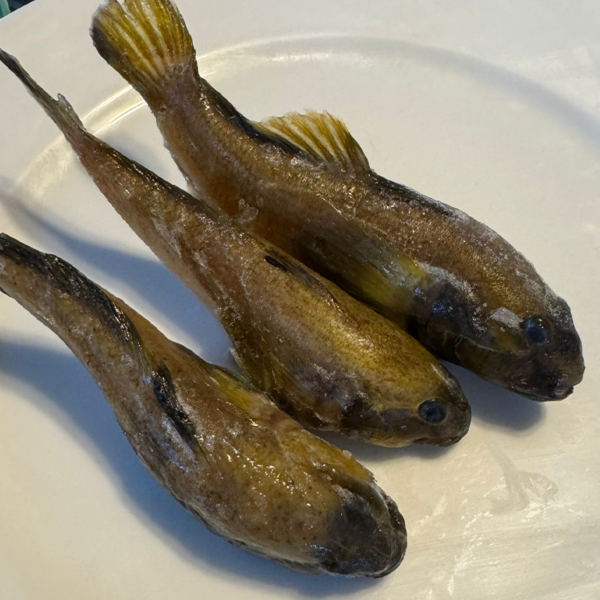 Guvizi Block frozen (Ponticula cephalargoides)
